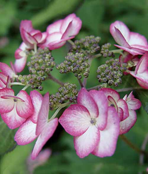 A close up square image of the pink 'Kiyosumi' mountain hydrangea flowers pictured on a soft focus background.