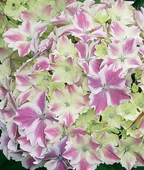 A close up square image of Hydrangea macrophylla, 'Harlequin' flowers with pink centers and white tips.