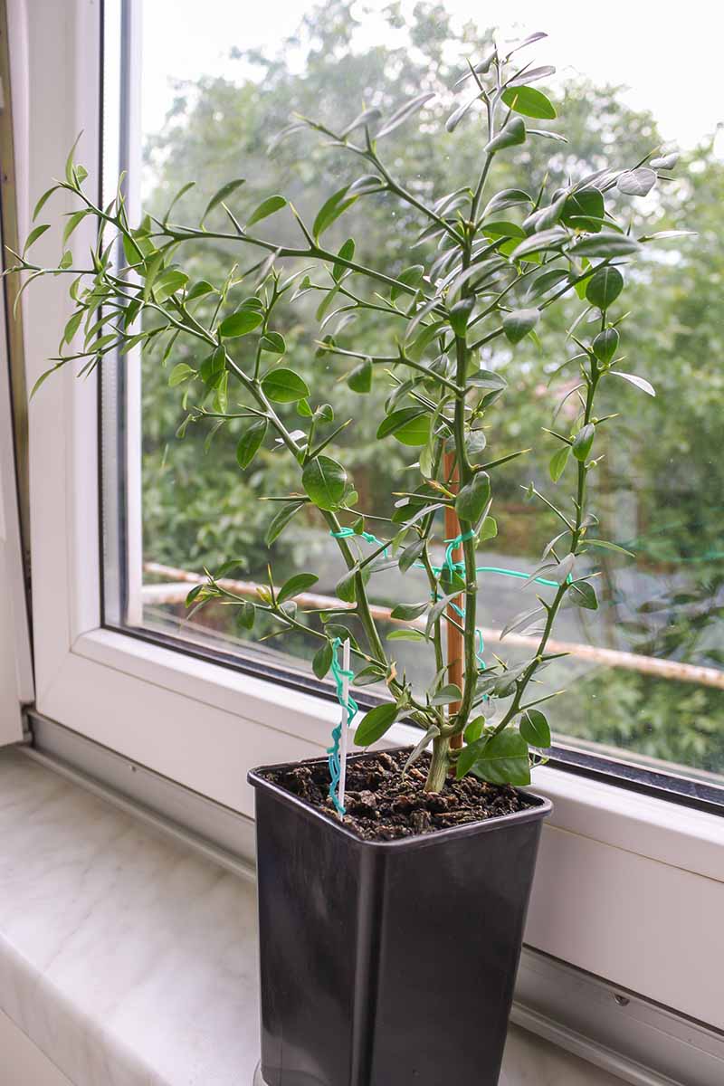 A close up of a young citrus tree, not yet fruiting in a black pot on a windowsill. Through the window are trees and vegetation in soft focus.
