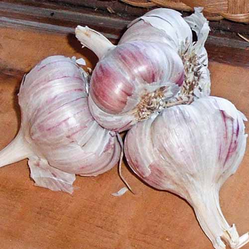 A close up of four bulbs of 'Inchelium Red' garlic variety, on a wooden surface, with a wicker basket in the background.