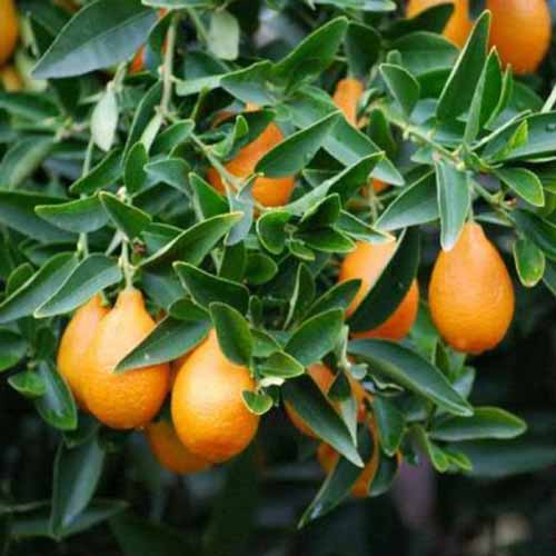 A close up of 'Indio Mandarinquat' fruits with foliage surrounding the oblong, orange fruit.