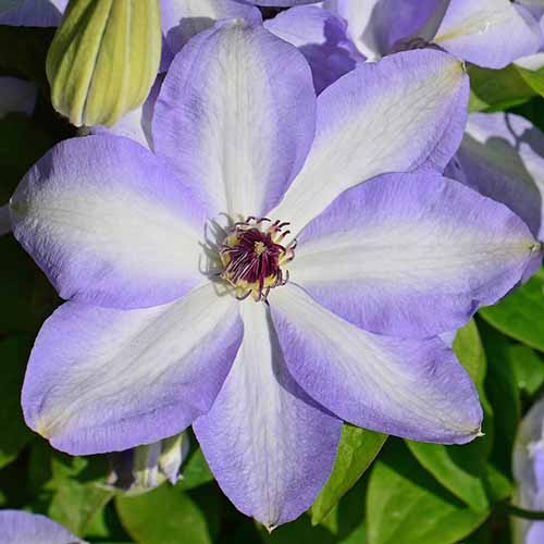 A close up of a clematis 'Ivan Olsson' flower with light blue petals and a white stripe contrasting with the darker filaments in the center with leaves in the background.