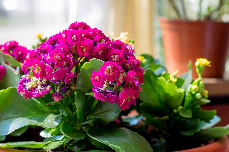 A close up of a kalanchoe plant, with dramatic pink flowers and succulent leaves on a table with yellow flowers. In the background is a terra cotta pot in soft focus.