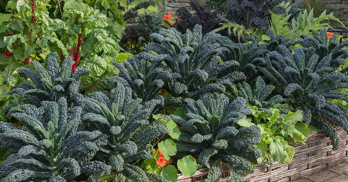 Image of Kale and beets companion planting
