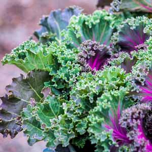 A garden setting with purple and green curly kale. Close up.