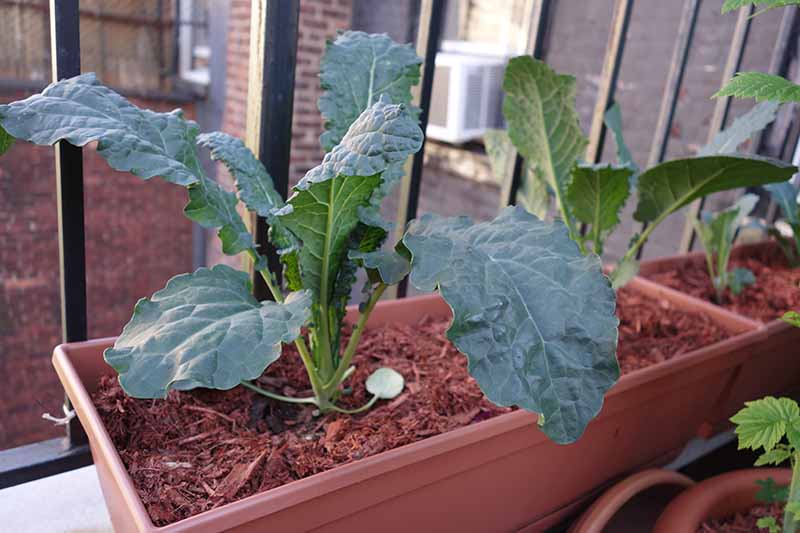 A close up of kale plants growing in rectangular brown containers on a balcony. The plants have been mulched with bark, in the background is black railings and brick buildings in soft focus.