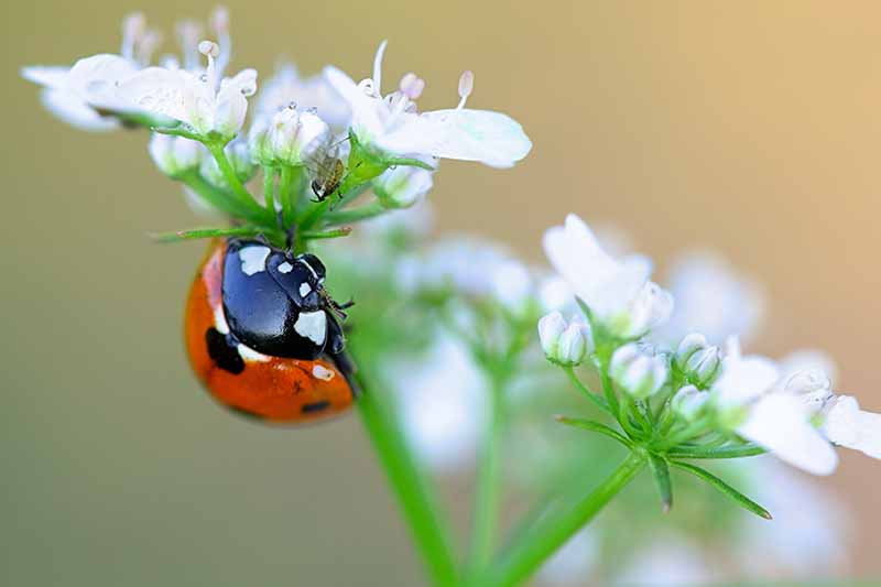 A close up of a red, white, and black ladybug on a green stalk with small white flowers, fading to soft focus in the background.