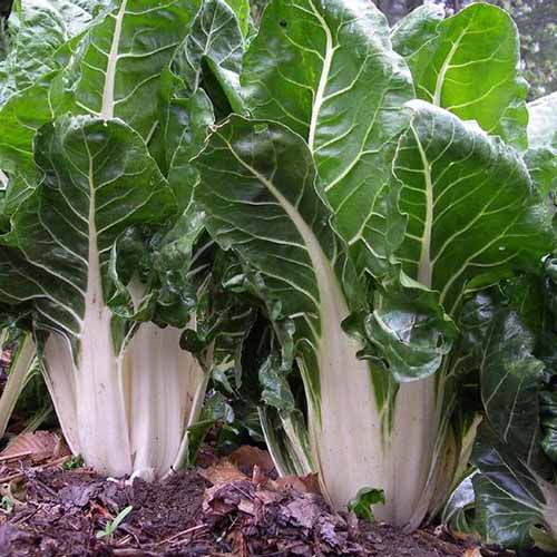 A close up of two 'Large White Ribbed' chard plants growing in the garden with thick white stems contrasting with dark green leaves in light sunshine. Soil is visible between the plants.