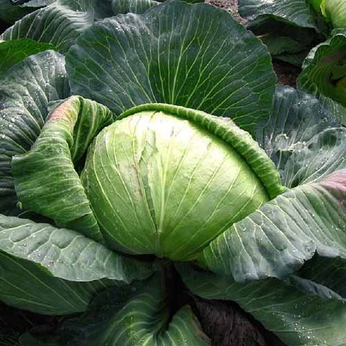 A close up of 'Late Flat Dutch' variety of cabbage growing in the garden. With light green leaves around the head, and large flat dark green leaves on the outside.