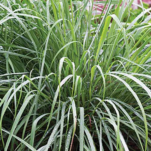 A close up square image of West Indian lemongrass growing in the garden.
