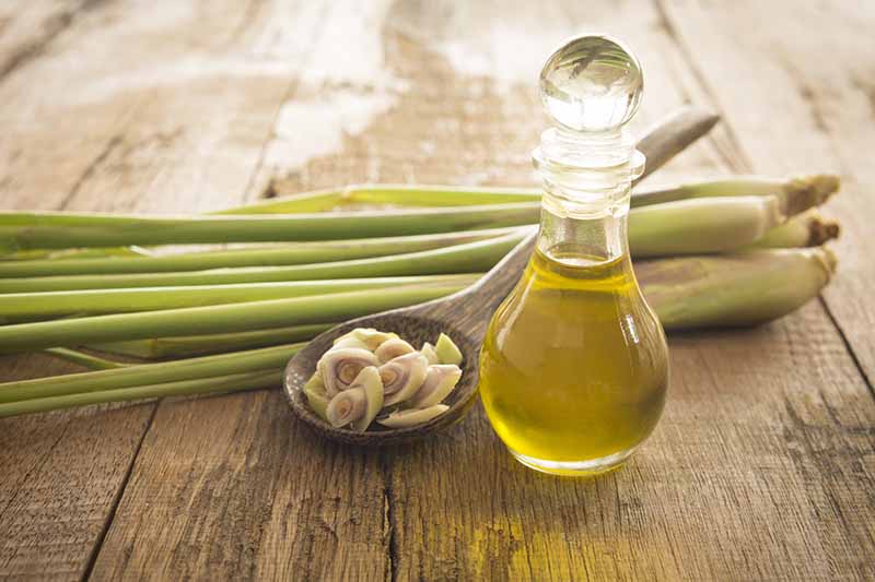 A close up of a small glass bottle containing essential oil, next to it is a wooden spoon with sliced lemongrass stalks, and behind it, some intact stalks, on a rustic wooden surface.