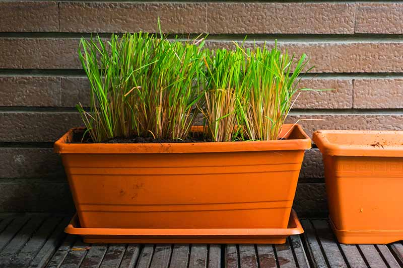 A close up of a plastic terra cotta colored rectangular container with lemongrass plants pruned so only their stalks are left, and the leaves removed. The pot is on a wooden surface and the background is a brick wall.
