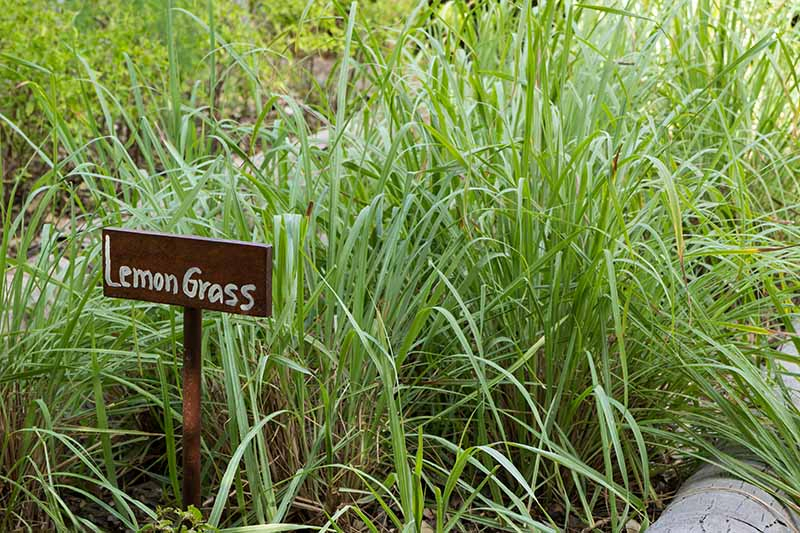 A close up of lemongrass plants with upright bright green leaves growing outdoors in a raised bed. To the left of the frame is a wooden sign in the ground amongst the plants.
