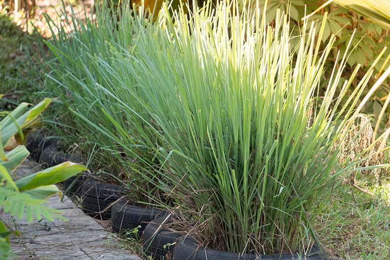 A close up picture of lemongrass clumps planted in a row each in a separate tire. The stalks are woody, gradually giving way to the light green, wispy leaves in bright sunshine. In the background is more vegetation and grass fading to soft focus.