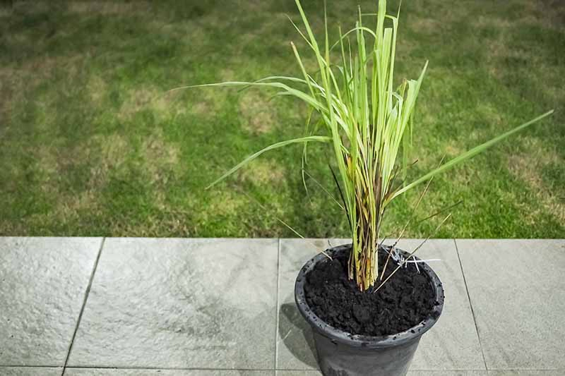A black plastic pot containing rich dark soil and a lemongrass plant with light stems and green upright leaves, on a gray tiled surface. In the background is grass lawn.