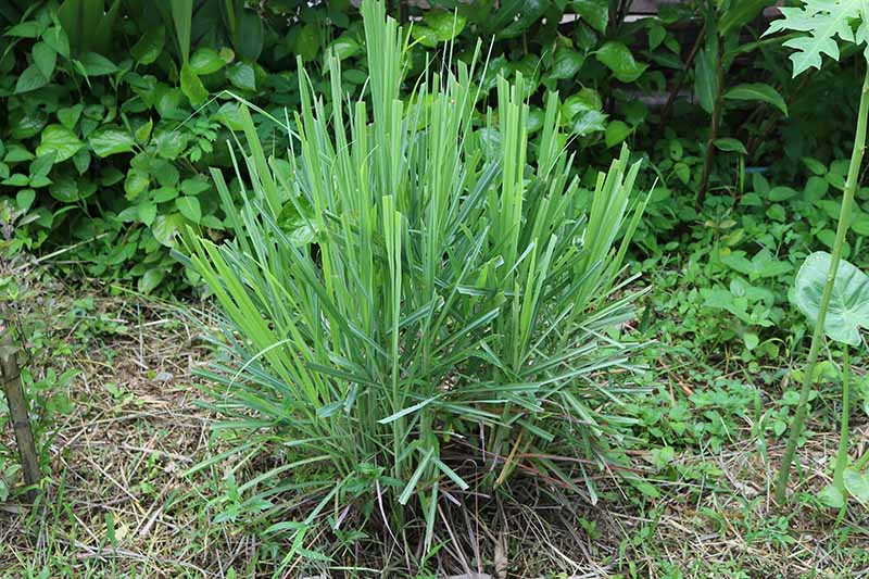 A lemongrass plant in the garden with its leaves cut back making a small compact form. In the background is grass, straw mulch and bushy vegetation.
