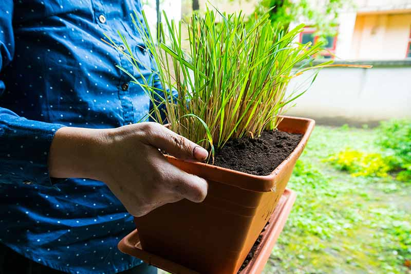 Two hands from the left of the frame holding a rectangular terra cotta container with lemongrass plants in rich soil. In the background is grass and a concrete wall in soft focus.