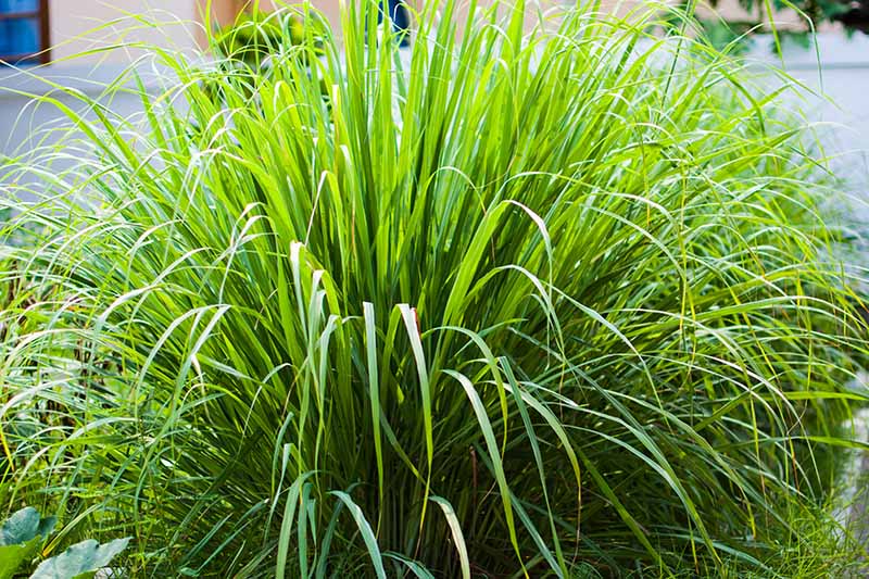 A close up of a lemongrass clump with bright green wispy leaves in sunshine. In the background is a gray fence in soft focus.