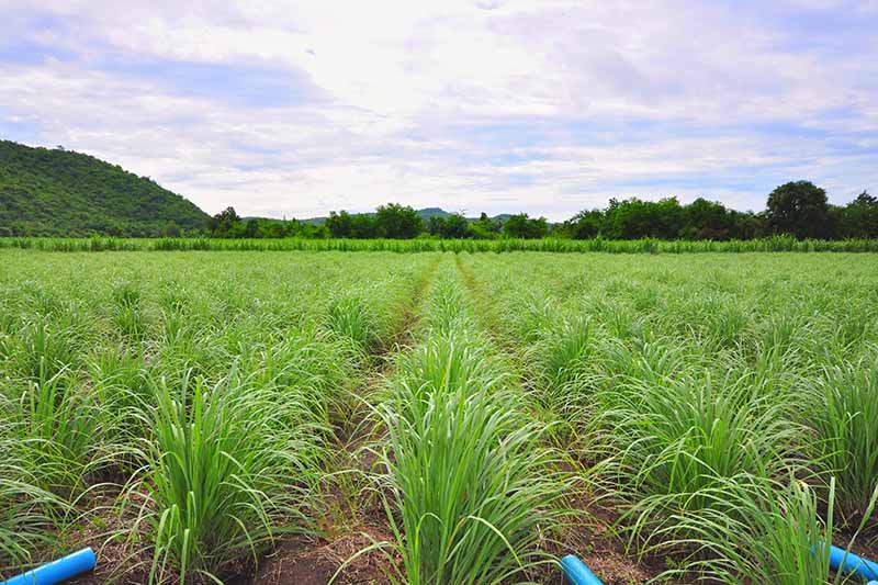 A plantation of lemongrass planted in rows, with blue pipes to the bottom of the frame and hills in the background against a blue cloudy sky in light sunshine.