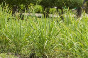 Lemongrass Winter Care: How to Prepare for the Cold