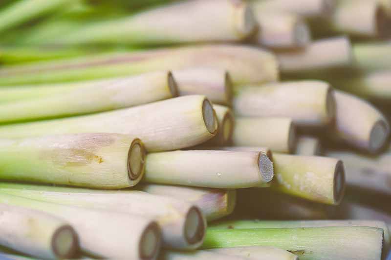 A close up of lemongrass stalks, cleaned and dried. The base of the stalks are a very light color, gradually becoming light green further up. The background fades to soft focus.