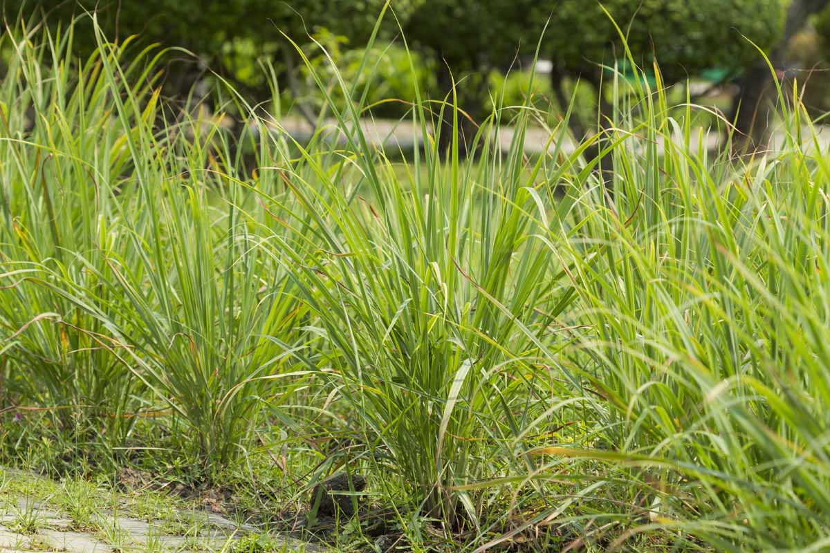 A row of lemongrass plants growing in the garden with long, thin, upright, green leaves. In the background are trees and vegetation in soft focus.