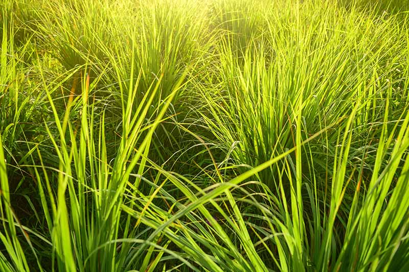 A close up of lemongrass plants in bright sunshine. Close together their long leaves intertwine to create a ground cover effect.