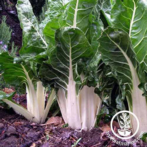A close up of 'Lucullus' variety of chard with thick, tightly packed white stems giving way to dark green foliage with soil visible around the base of the plants. To the bottom right of the frame is a circular logo and white text.