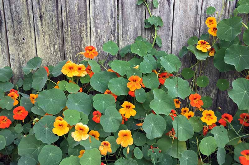 A Tropaeolum majus plant with yellow and red blooms and characteristic flat green leaves, growing up a wooden fence.