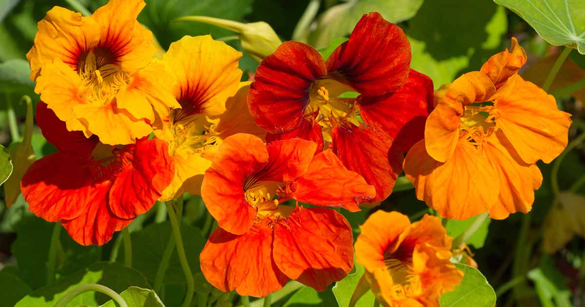 How To Care For Nasturtiums In Winter Gardener S Path