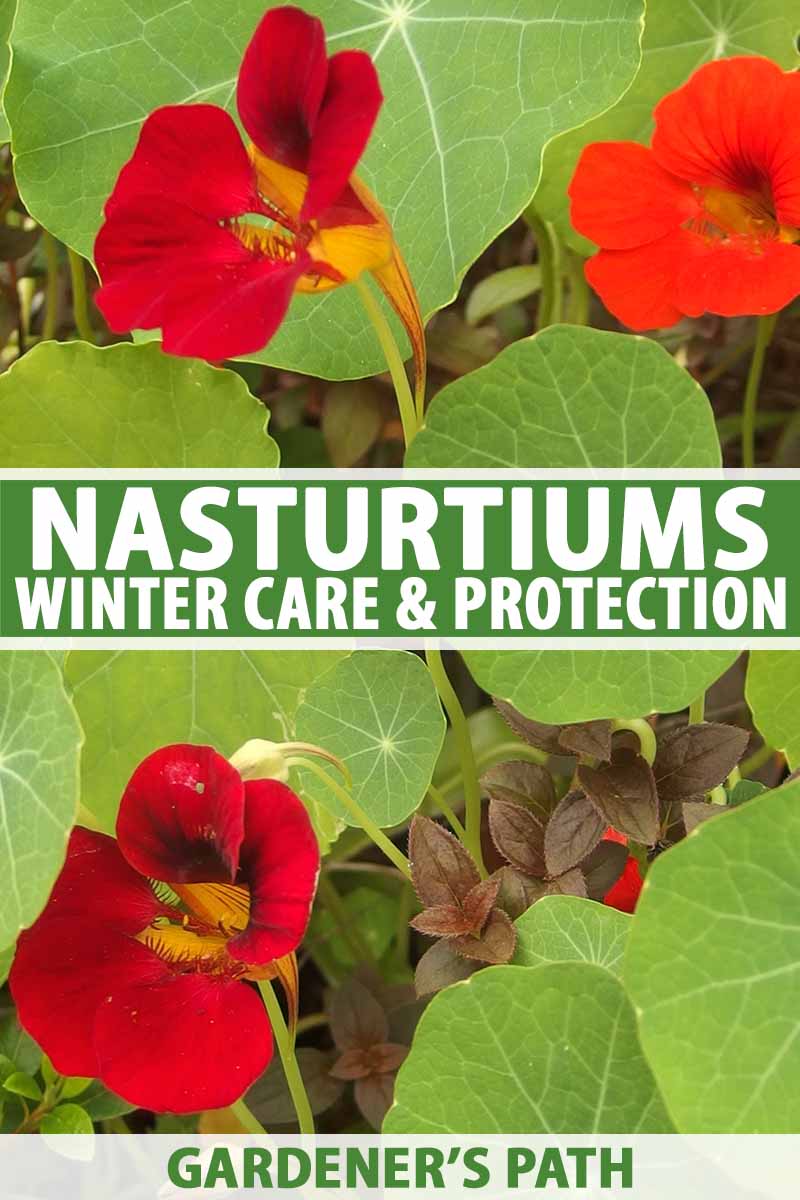 How to Care for Nasturtiums in Winter | Gardener's Path