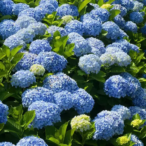 A close up of bright blue 'Nikko' hydrangea flowers growing in the garden.