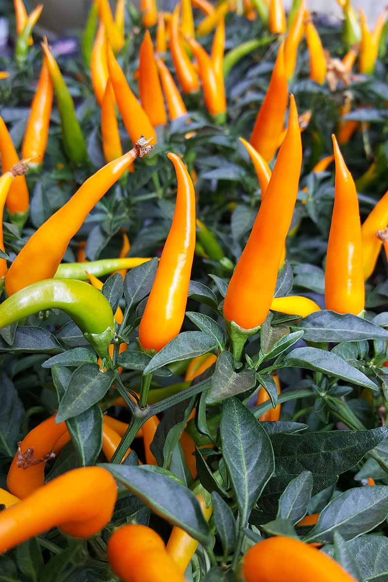 A vertical picture of a close up of orange upright ornamental pepper fruits, contrasting with dark green leaves, fading to soft focus in the background.