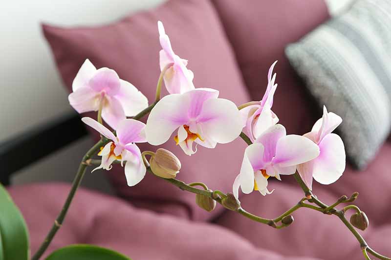 Un primer plano de una flor de orquídea en blanco y rosa claro.  En el fondo hay un sofá rosa salmón que se desvanece en un enfoque suave.