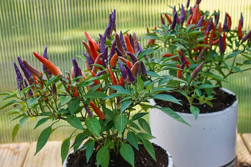 Two white ceramic pots containing pepper plants with vivid upright fruits in red and purple. The background fades to soft focus.