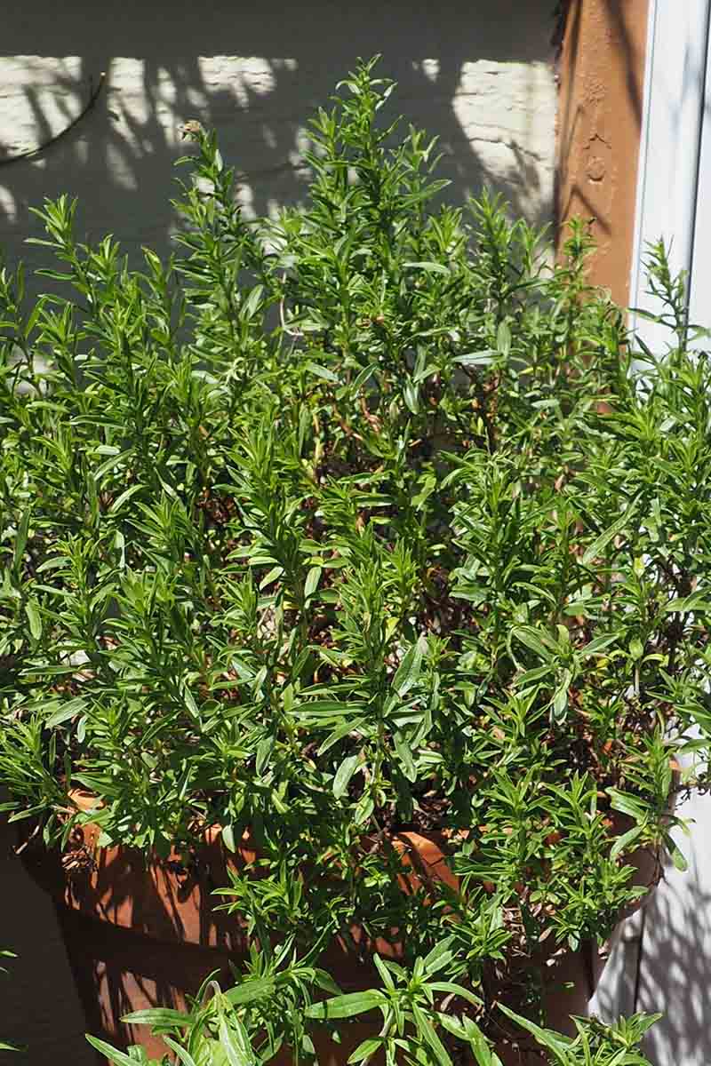 A close up of a winter savory plant growing in a terra cotta pot against a white wall in bright sunshine.