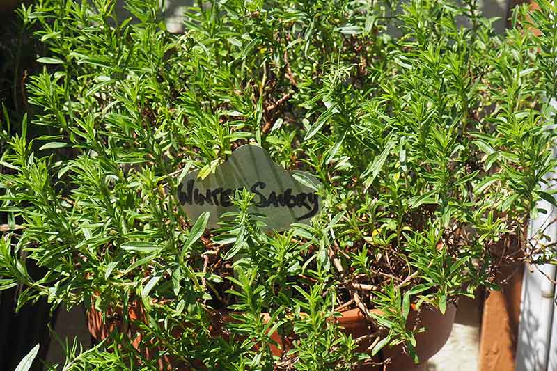 A close up of a Satureja montana plant growing in a terra cotta pot with a white sign amongst the foliage in bright sunshine.