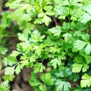 Close up of flat-leafed parsley growing in a herb garden.