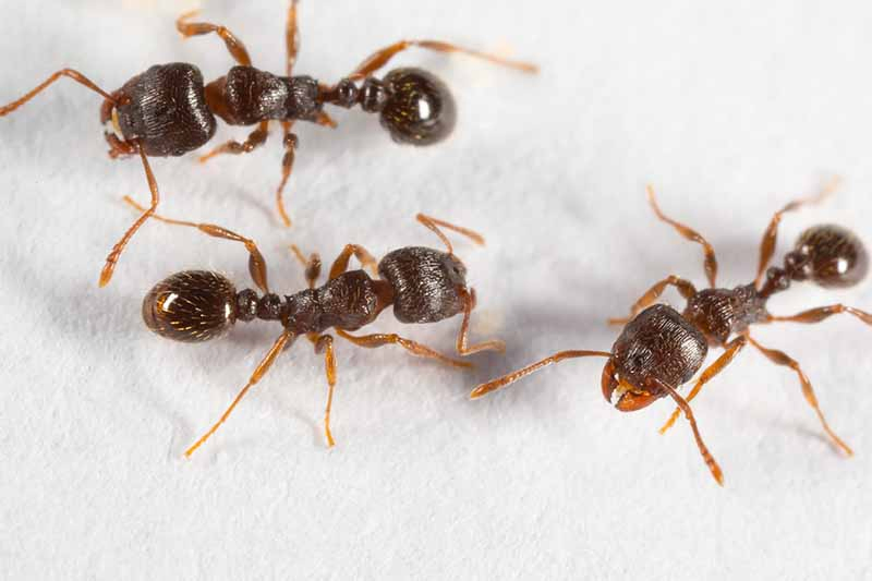 A close up of three light brown pavement ants with large bulbous heads on a white background.