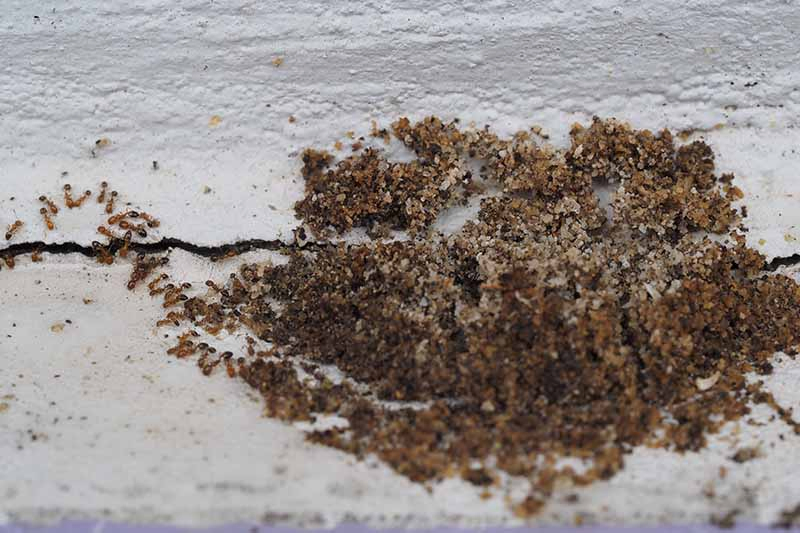 A close up of a colony of pavement ants with sand around a crack in a white wall. The insects are seen to the left of the frame coming out of the wall.