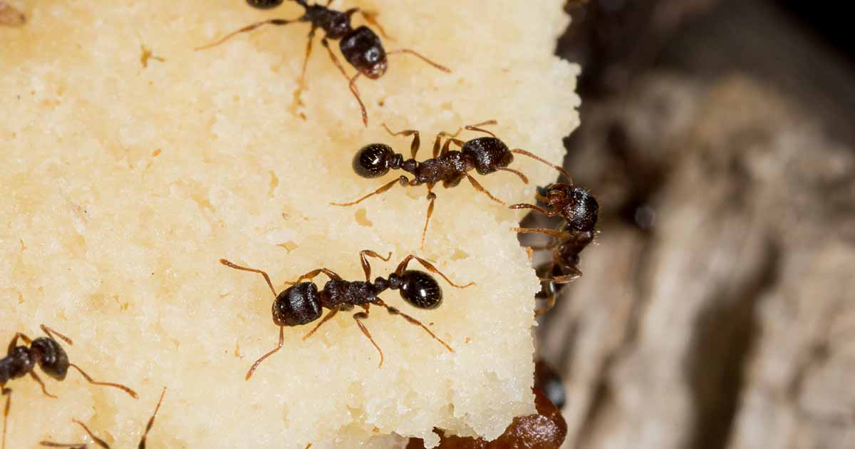 How To Eradicate A Pavement Ant Infestation Gardener S Path
