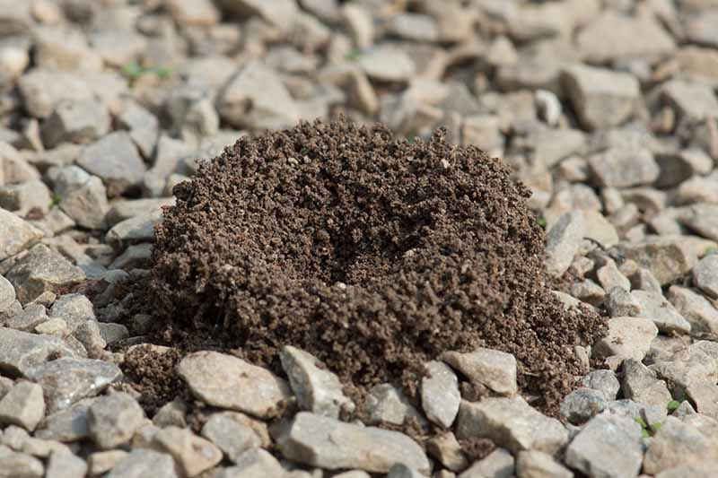 A close up of an ant hill, a small circular pile of soil in amongst gravel.