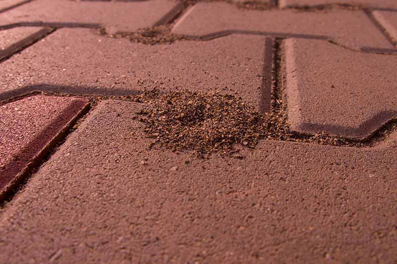 A close up of a brick pathway with a small pile of soil created by pavement ants who have made their home in the cracks between the paving stones.