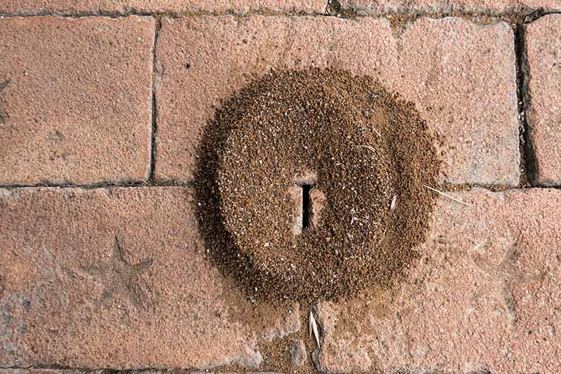A close up of a small ant hill, a pile of sand on a brick surface where the insects have dug in between the cracks in the bricks. The sand is arranged in a circular shape.