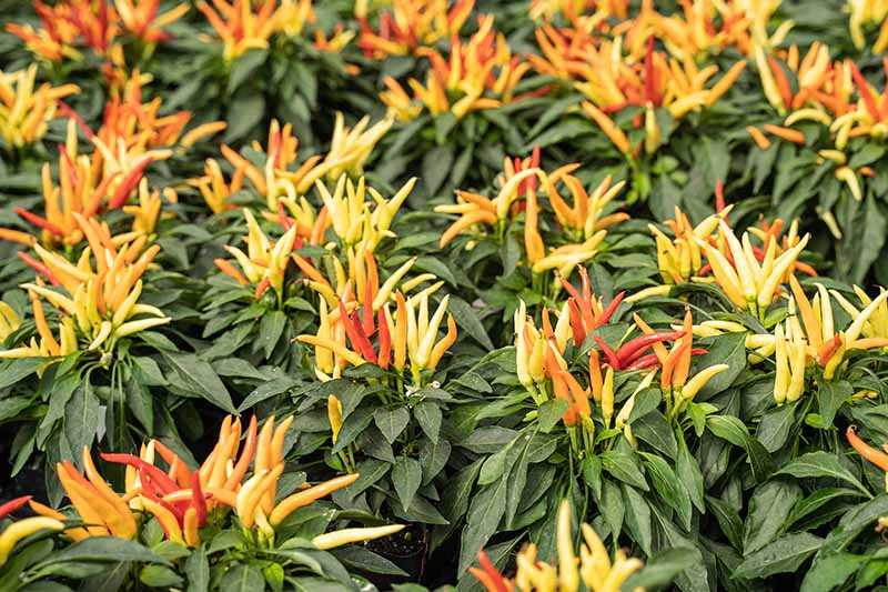 A close up of clusters of orange, yellow, and red chili peppers growing upwards amongst dark green lush foliage.