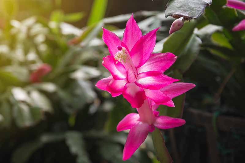 A close up of a vivid pink and white Christmas cactus flower, with the rest of the plant in the background in soft focus.