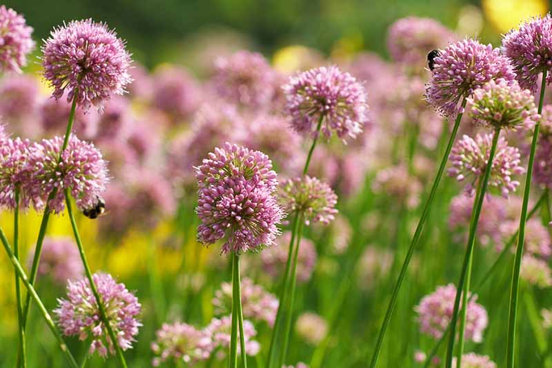 A close up of pink garlic umbels with two bees feeding. The pink umbels contrast with the bright green scapes, fading to soft focus in bright sunshine.