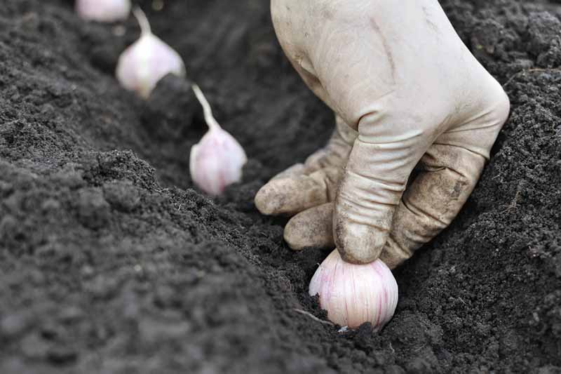 A hand wearing a white latex glove plants a garlic clove in rich dark soil. In the background are further cloves and soil fading to soft focus.