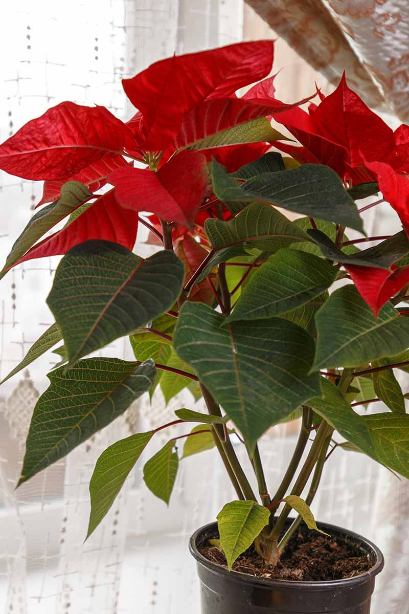A vertical picture of a green and red poinsetta plant in a black pot in a bright window, with net curtains in the background.