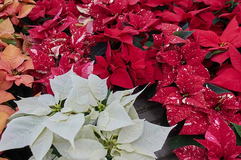 A close up of different types of poinsetta plants. Some have white leaves, others red, some are orange, and some are two tone red and white, in pots on a wooden surface.